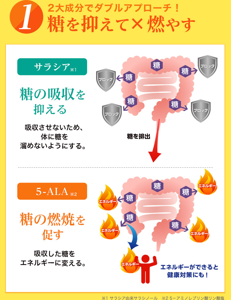 ２大成分でダブルアプローチ！糖を抑えて×燃やす