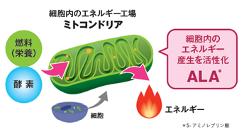 注目の成分「ALA（5-アミノレブリン酸）」が多機能素材賞を受賞: 5-ALA